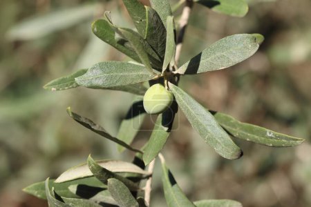 Photo for Ripening olive fruit on the olive tree - Royalty Free Image