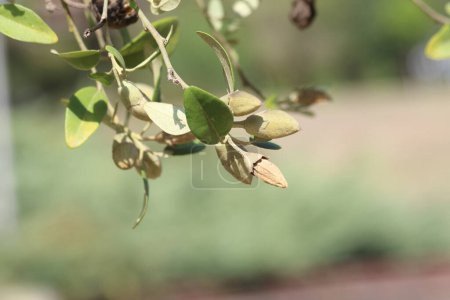 Foto de Vainas de semillas de árbol piramidal (lagunaria patersonia) - Imagen libre de derechos