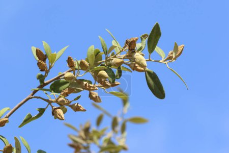 Foto de Vainas de semillas de árbol piramidal (lagunaria patersonia) - Imagen libre de derechos