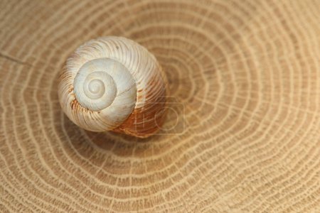 Foto de Un caparazón de caracol vacío aislado en un trozo de madera - Imagen libre de derechos