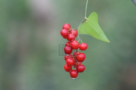 Photo for Fruits of Smilax aspera on green background - Royalty Free Image