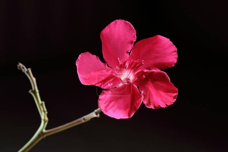 flor de adelfa sobre fondo oscuro