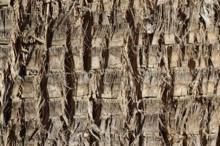 Foto de Corteza de textura de Washingtonia filifera, también conocida como palma de abanico del desierto, palma de abanico de California, o palma de California - Imagen libre de derechos