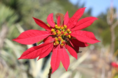 Photo for Euphorbia pulcherrima, or noche buena, is a species of flower indigenous to Mexico and Central America - Royalty Free Image