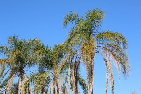 Foto de Syagrus romanzoffiana o palma cocos es una palmera nativa de América del Sur - Imagen libre de derechos