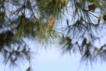 Branch of Pinus halepensis,  aslo known as the Aleppo pine, or Jerusalem pine native to the Mediterranean region