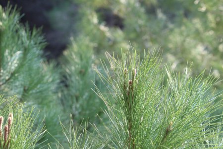 Erschießung der Kiefer (Pinus pinea) im Frühjahr