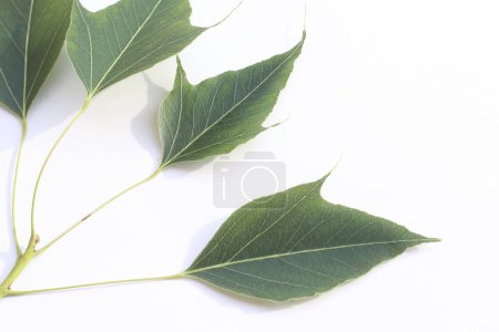 leaves of kurrajong (Brachychiton populneus) tree isolated on white background