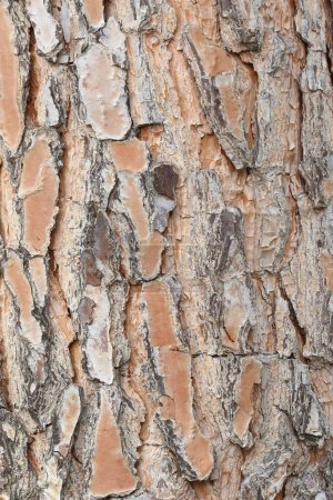 bark texture of stone pine