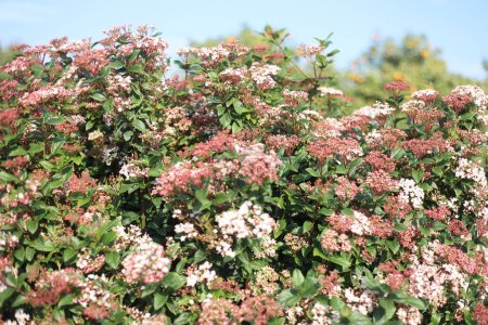 Blüten des Laurestine-Busches als Viburnum tinus bekannt
