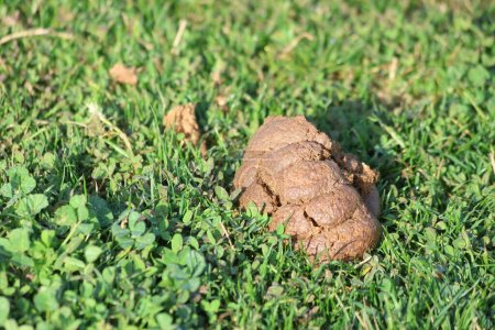 horse manure on the grass in a park