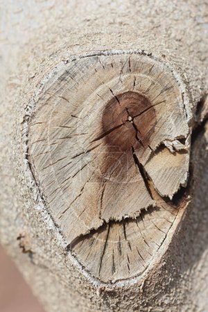 Foto de Primer plano de la textura de madera vieja - Imagen libre de derechos