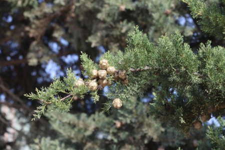 branch of  Mediterranean cypress (Cupressus sempervirens) with seed cones