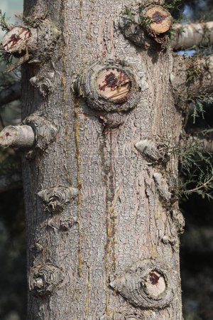 trunk of Mediterranean cypress, Cupressus sempervirens