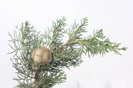 isolated branch of  Mediterranean cypress (Cupressus sempervirens) with seed cones