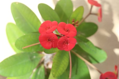 Euphorbia milii, la couronne d'épines, Christ est une espèce de plante à fleurs de la famille des Euphorbiaceae, originaire de Madagascar.