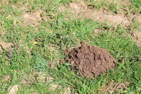 freshly dug mole hill in the field