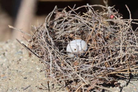 bird nest with an egg in spring