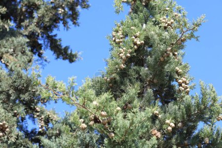 rama del ciprés mediterráneo (Cupressus sempervirens) con conos de semillas