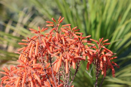 Aloe maculata (syn. Aloe saponaria), die Seifenaloe oder Seifenaloe, ist eine südafrikanische Aloe-Art