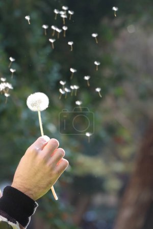 male hand holding a dandelion