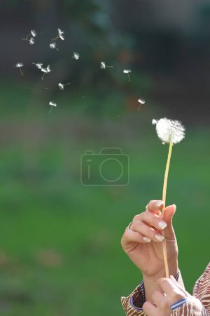 female hand holding a dandelion