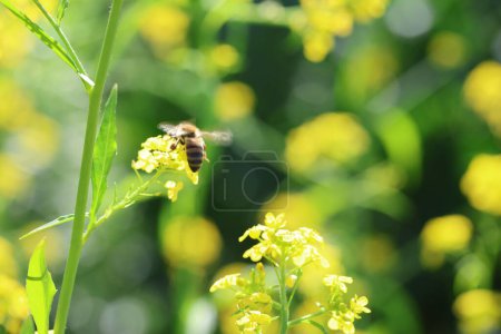 Photo for Charlock mustard or wild mustard (Rhamphospermum arvense) and a bee - Royalty Free Image