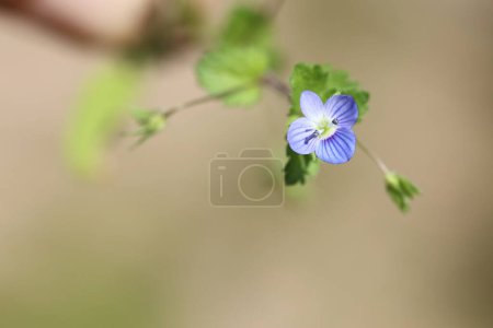 Vogelaugen-Speedwell-Blume (Veronica persica) im Frühling