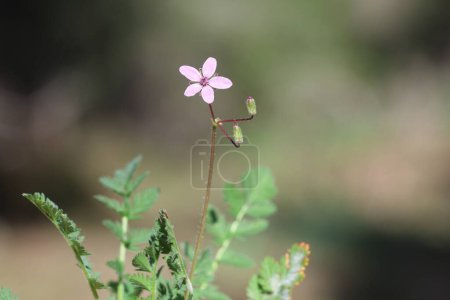 Blüten und Blätter des Storchenschnabels (Erodium cicutarium) )