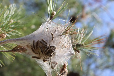 Pine processionary moth (Thaumetopoea pityocampa) and cocoon on pine tree