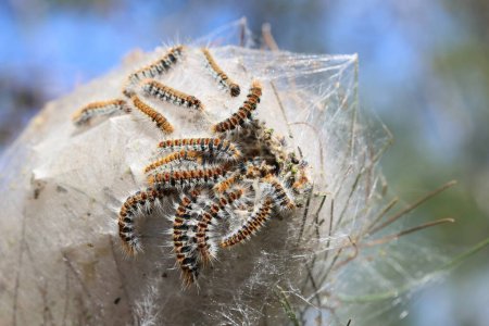 Pine processionary moth (Thaumetopoea pityocampa) and cocoon on pine tree