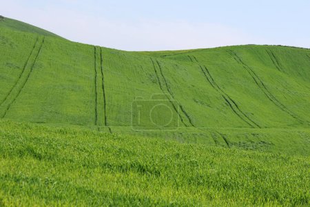 Campo de trigo verde y cielo azul
