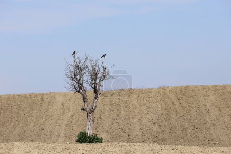  black crows perched on a tree in agricultural field