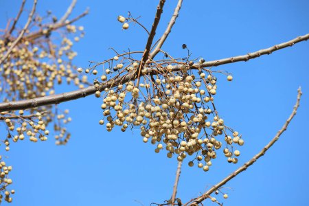 Beeren und Samen von Melia azedarach, allgemein bekannt als Chinaberry-Baum
