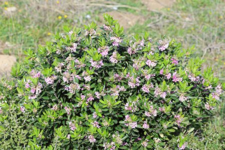 Daphne sericea is a shrubby wild plant with purple flowers