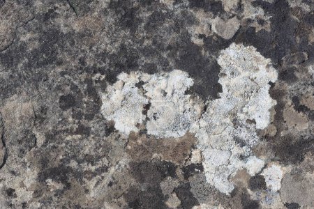 lichen growing on stone. stone texture