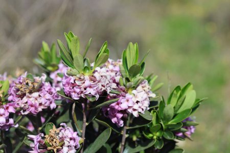 Daphne sericea es una planta silvestre arbustiva con flores púrpuras