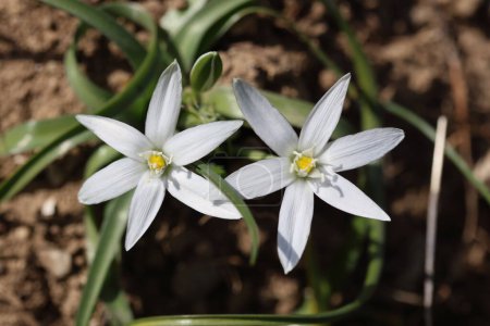 Ornithogalum umbellatum is a perennial bulbous flowering plant. 