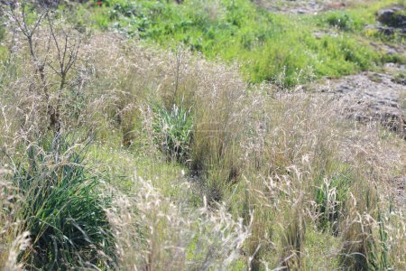 Téléchargez les photos : Herbe à chaume commune et herbe de Coolatai (Hyparrhenia hirta) - en image libre de droit