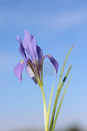 Blume der algerischen Iris (Iris unguicularis))