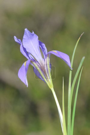 flower of Algerian iris (Iris unguicularis)
