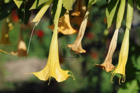 Brugmansia suaveolens is a semi-woody shrub or small tree