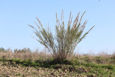 Foto de Tripidium ravennae es una especie de hierba paseriforme del género Tripidium.. - Imagen libre de derechos