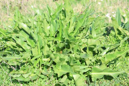 Arum dioscoridis (Spotted arum) in spring