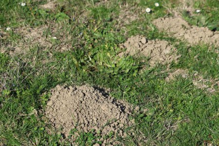 freshly dug mole hill in the field