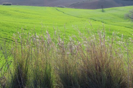 Téléchargez les photos : Herbe à chaume commune et herbe de Coolatai (Hyparrhenia hirta) - en image libre de droit