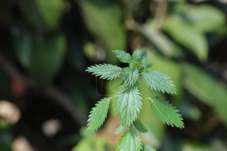 close up of nettle plant in spring