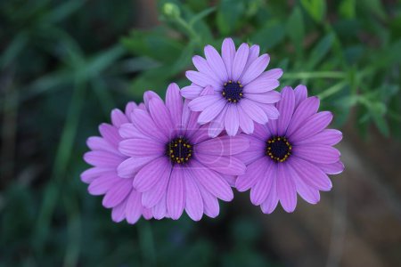 Photo for Pink Dimorphotheca ecklonis, also known as Cape marguerite - Royalty Free Image