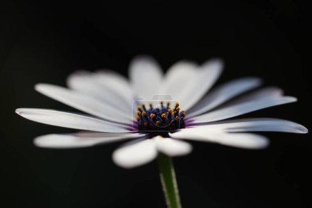 white Dimorphotheca ecklonis, also known as Cape marguerite