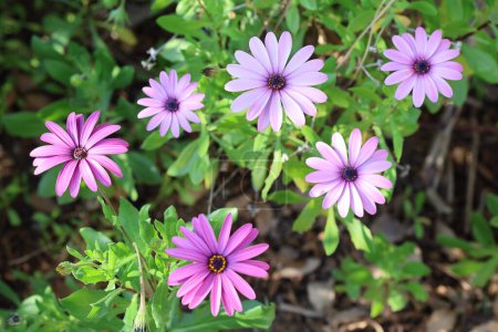 Pink Dimorphotheca ecklonis, also known as Cape marguerite